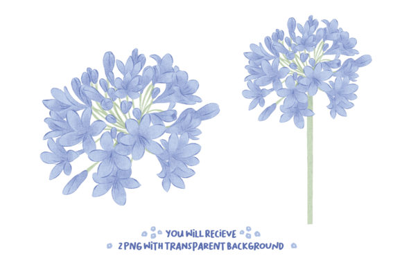Agapanthus Spring Floral Clipart: A Versatile Design Resource for Creative Projects