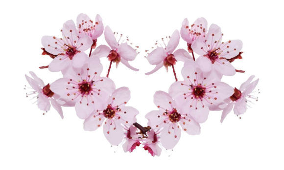 The Beauty and Utility of Watercolor Cherry Blossom Floral Clipart